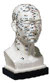 Modell Kopfakupunktur